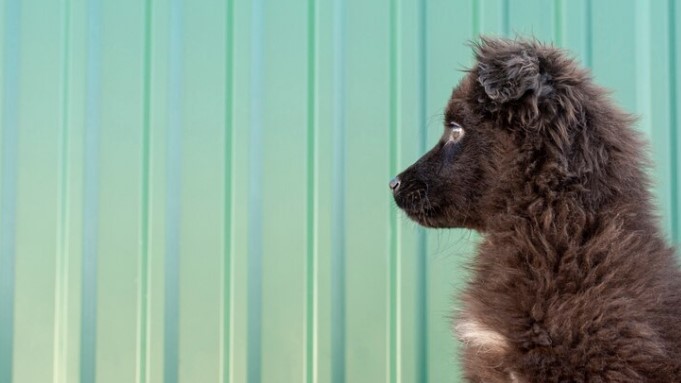 Top Reasons & Key Features to Love Newfoundland Poodles