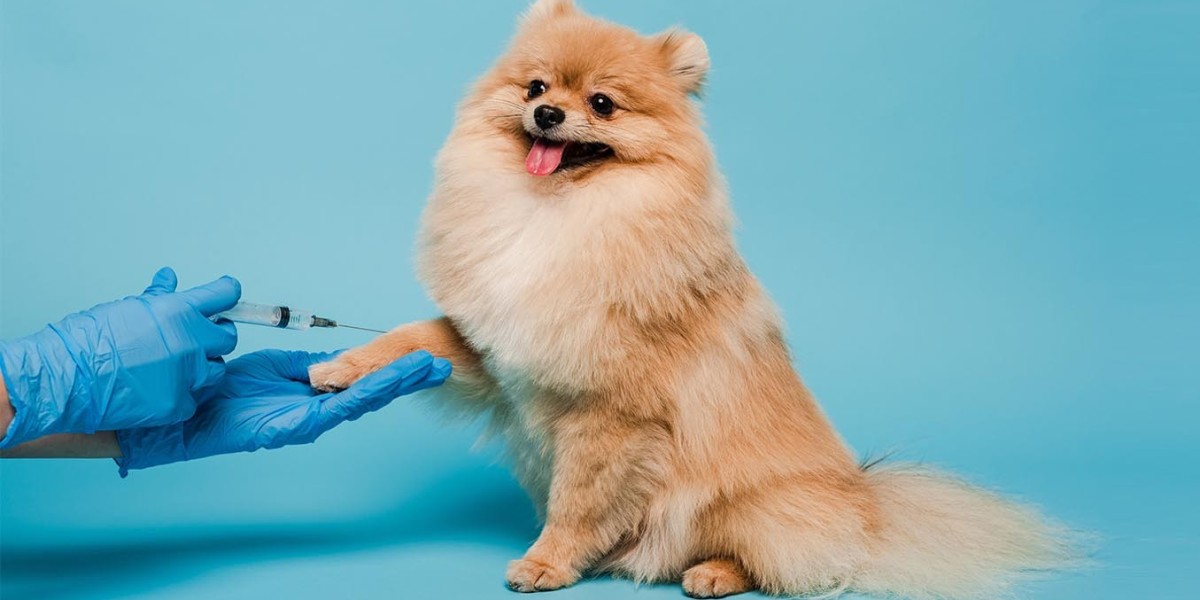 Doggy Day Care in Dubai: How to Keep Your Canine Happy and Healthy