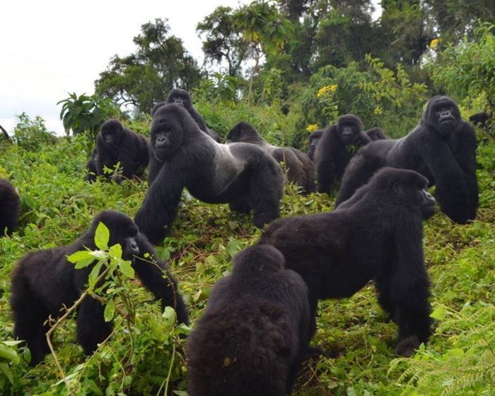 Uganda Safari Tour Packages | Africa Paradise Adventures