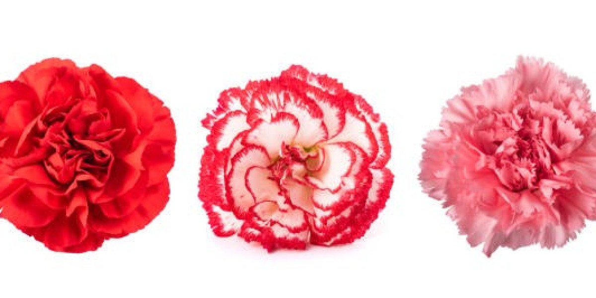 The Allure of Carnations: Wholesale Floral Magic