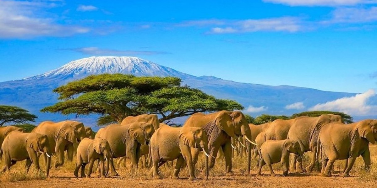 Mount Kilimanjaro Safari Tour Packages | Hiking & Trekking