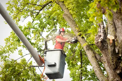 Enhance Your Property’s Safety and Aesthetics with Professional Tree Lopping Western Sydney | by Sydney Side Tree Services | Jun, 2024 | Medium