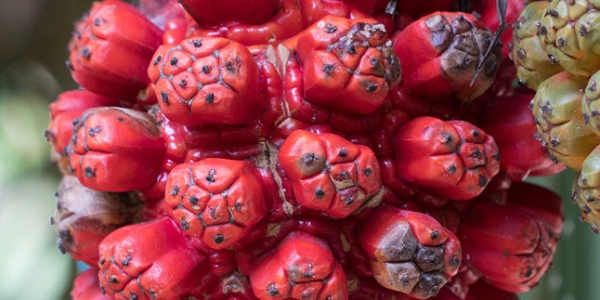 Pure Kewra Oil: Benefits, Uses, and Everything You Need to Know