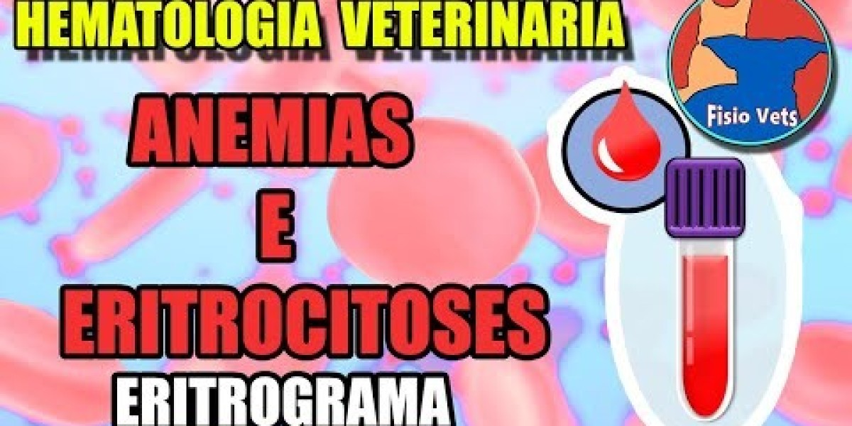 Insuficiencia renal en perros: qué es, síntomas y tratamiento