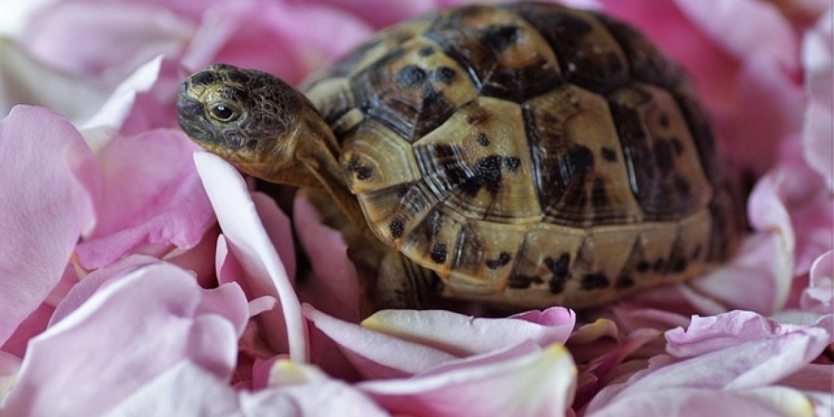 The Tortoise and the Hare: A Timeless Tale