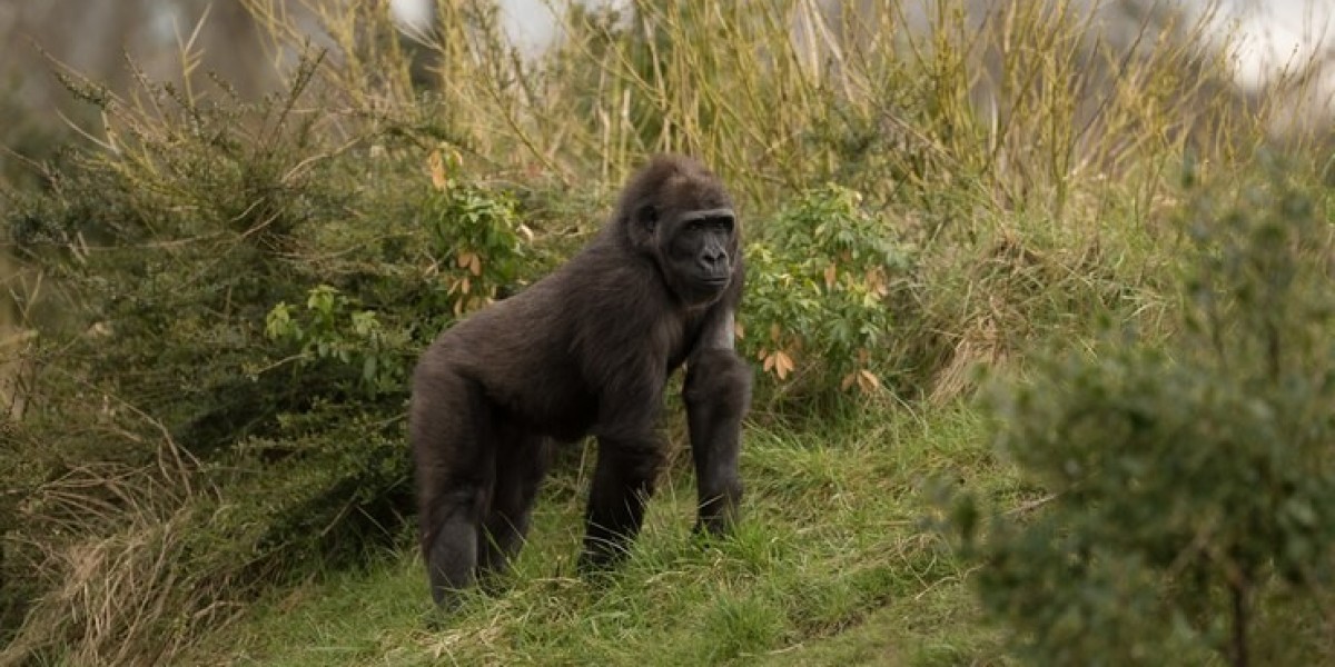 Explore the Thrill of Uganda Tour Packages