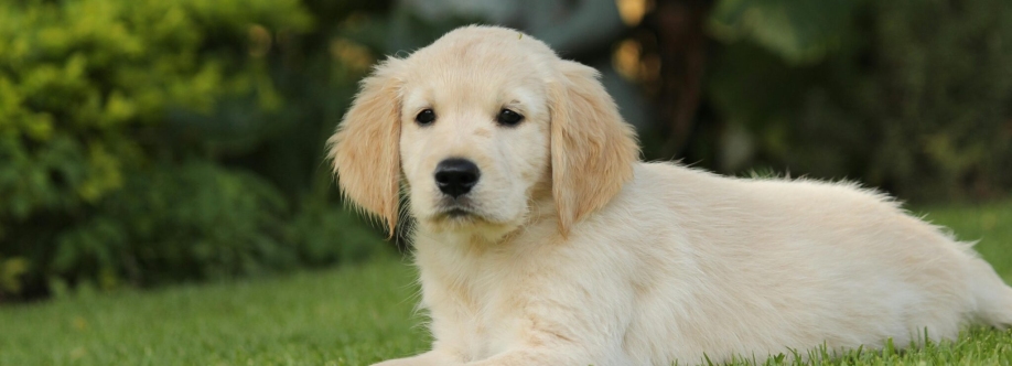 golden retreiver Cover Image