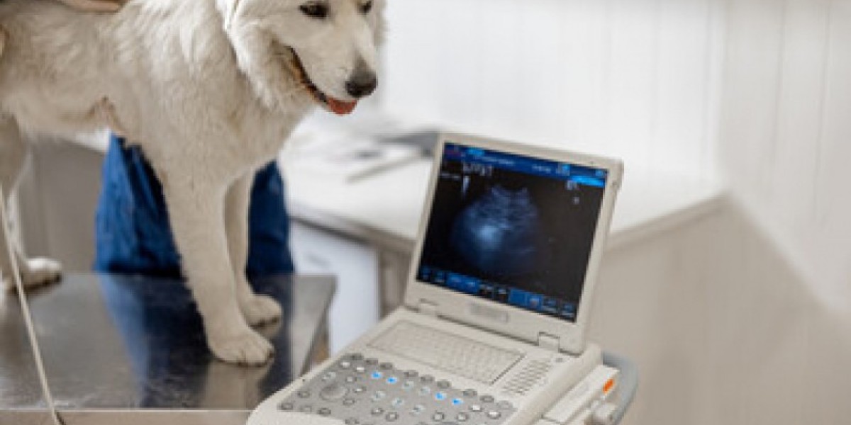 La función de los test diagnósticos renales en la salud general de las mascotas