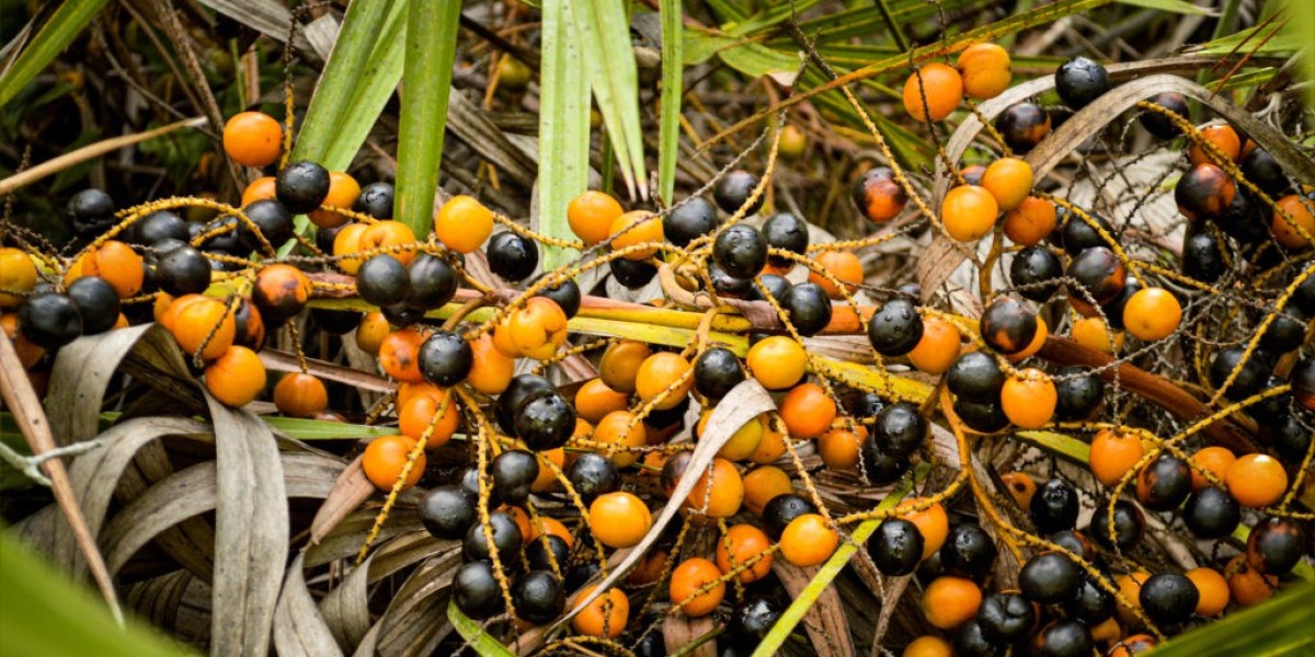 Saw Palmetto for Men’s Health