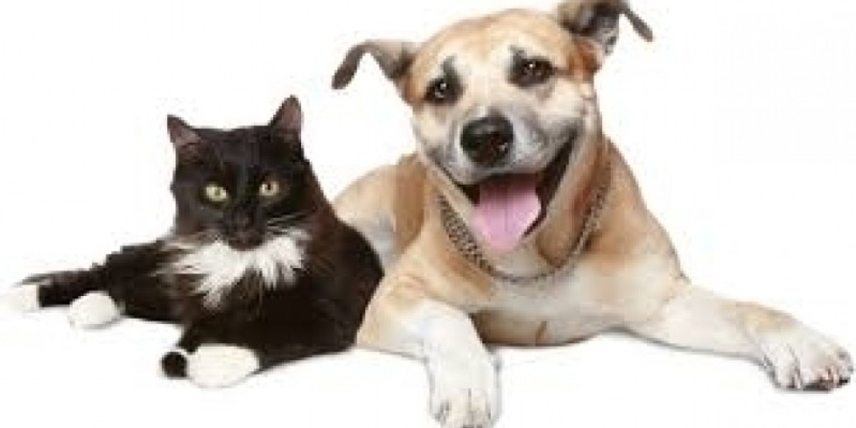 Liver Cancer in Dogs Symptoms, Signs, and Life Expectancy Windsor Vet