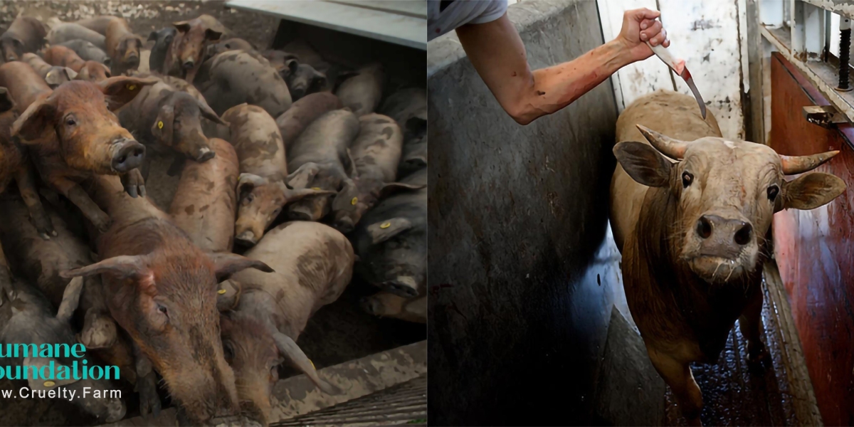 The Alarming Reality of Dairy Cow Mistreatment