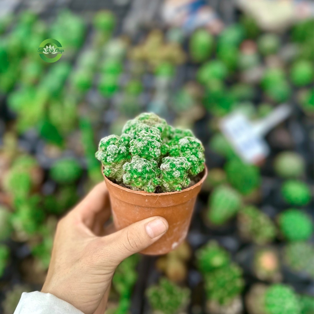 Xương Rồng Tuyết - Sen Đá Chíp