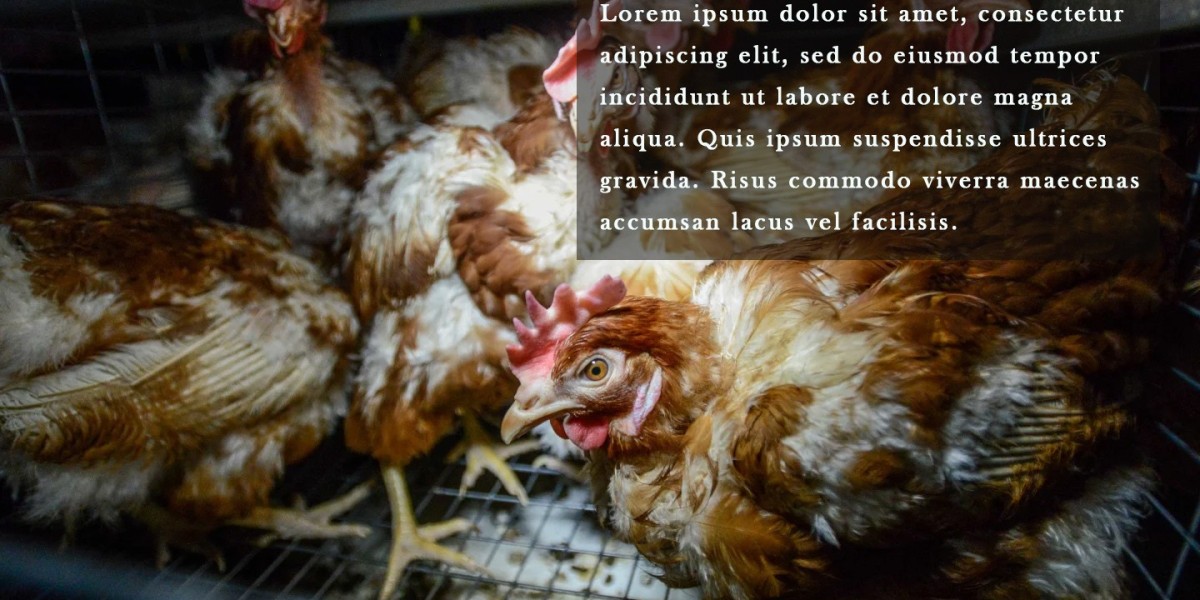 Unmasking Free-Range Eggs Cruelty: The Hidden Realities of Ethical Labeling