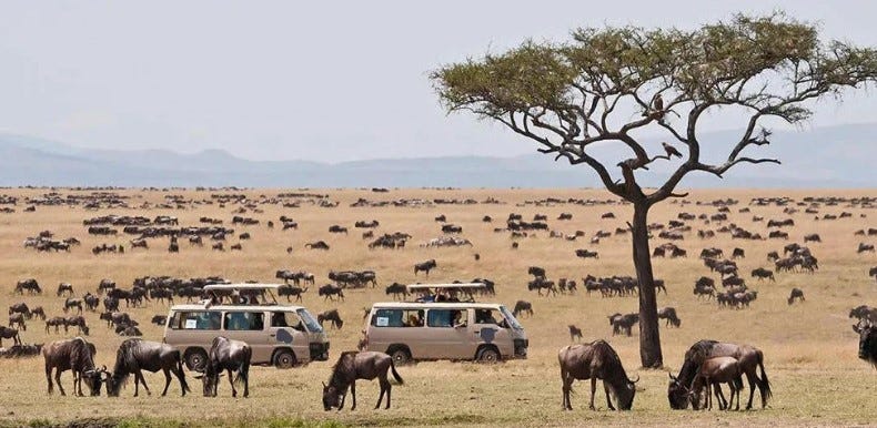 Top Reasons to Choose Kenya for Your Next Tour and Safari | by Explore The East Africa | Jul, 2024 | Medium