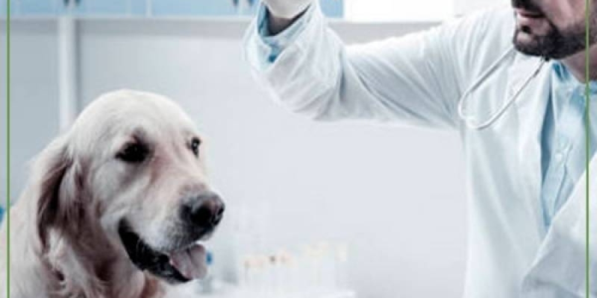 Alimentos que deben evitarse en perros con problemas hepáticos: Una guía completa