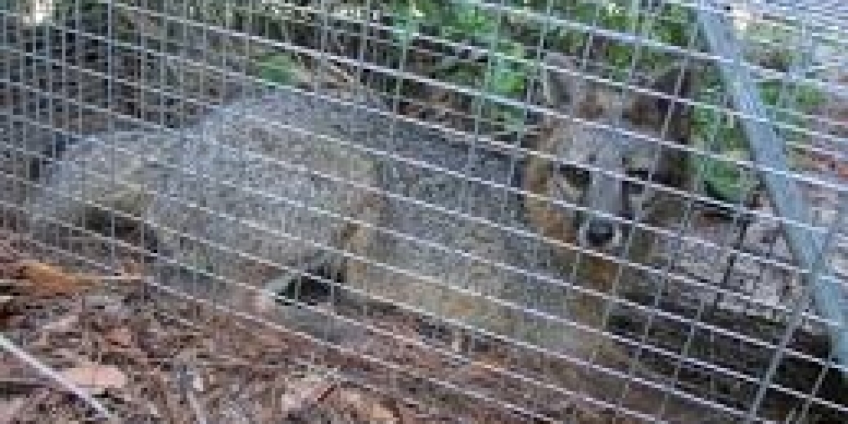 How to Handle Fox Problems in Your London Property