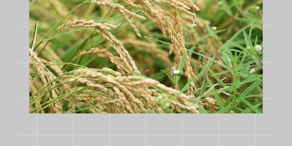 Nutritional Powerhouse: Cultivated Wild Rice