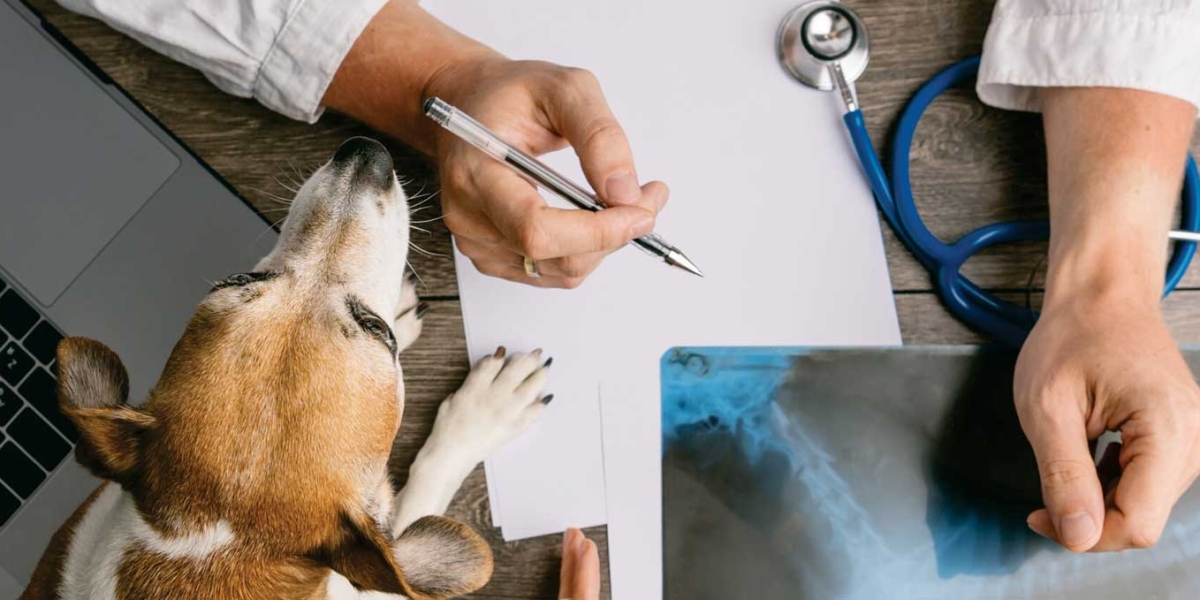 Cirrhosis of the Liver in Dogs Causes, Symptoms and Treatment