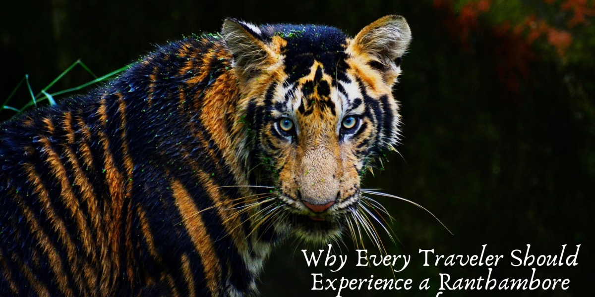 Why Every Traveler Should Experience a Ranthambore Safari