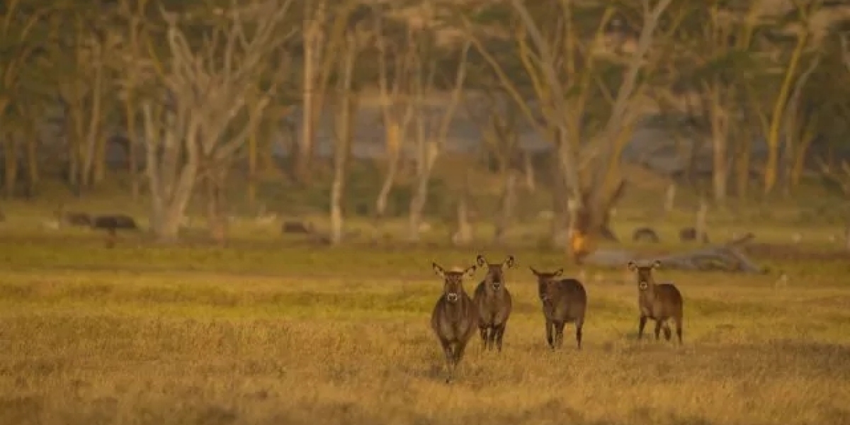 Embark on a Thrilling Masai Mara Tour