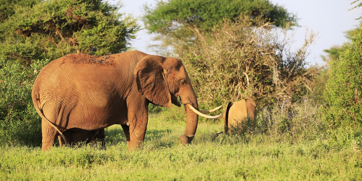 Take A Trip You Won't Forget Kenya Safari Packages