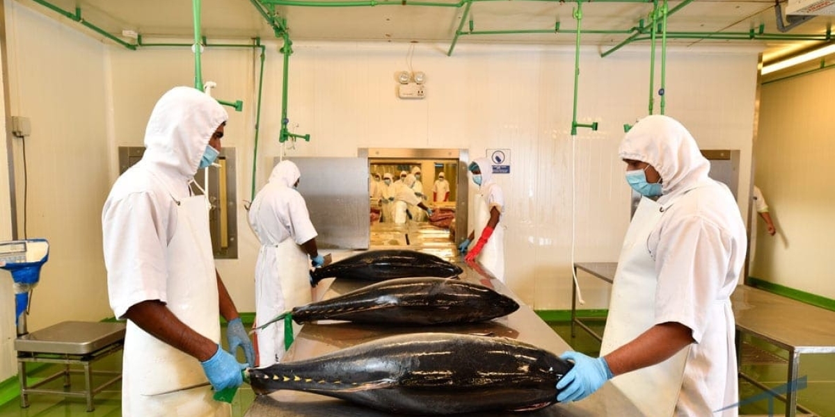 All Tuna is not the same: Why is that?