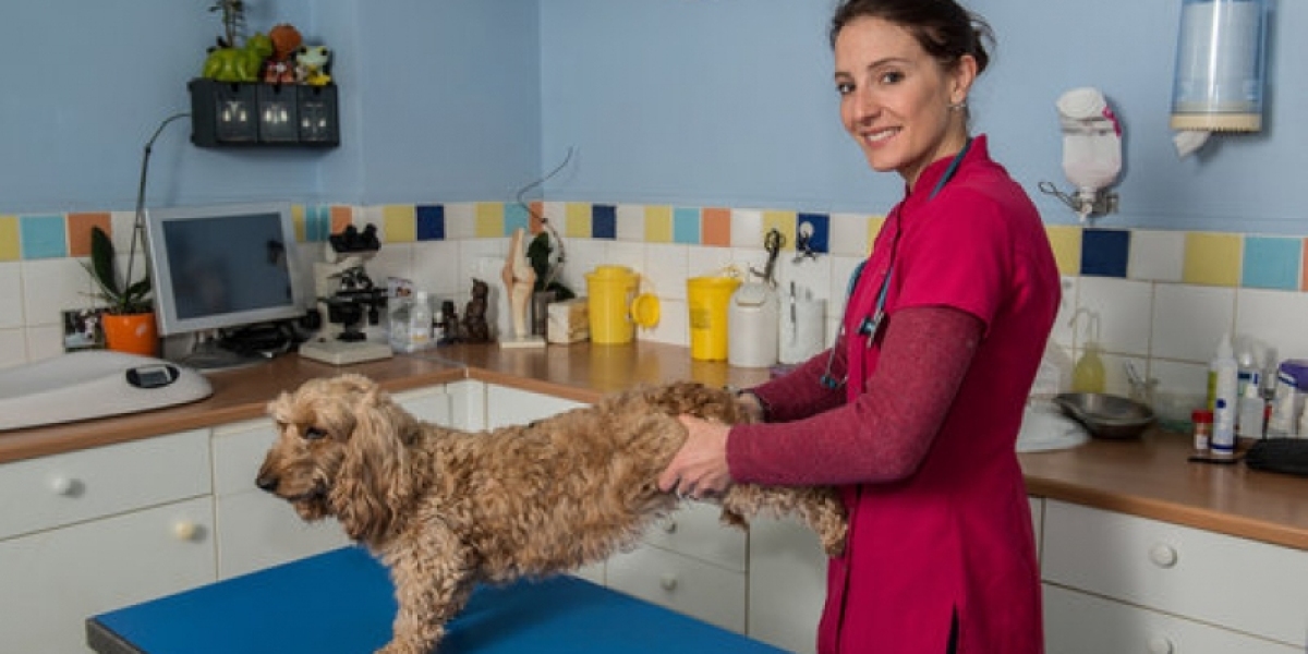 Liver Disease in Dogs: 8 Symptoms That Can Tell You