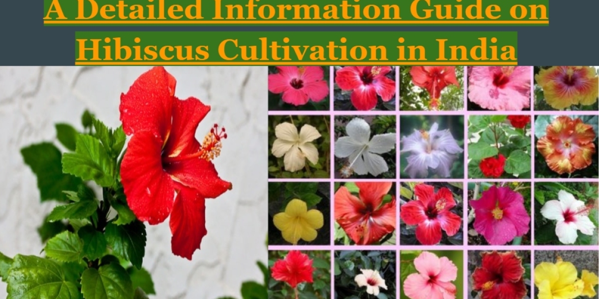 A Detailed Information Guide on Hibiscus Cultivation in India