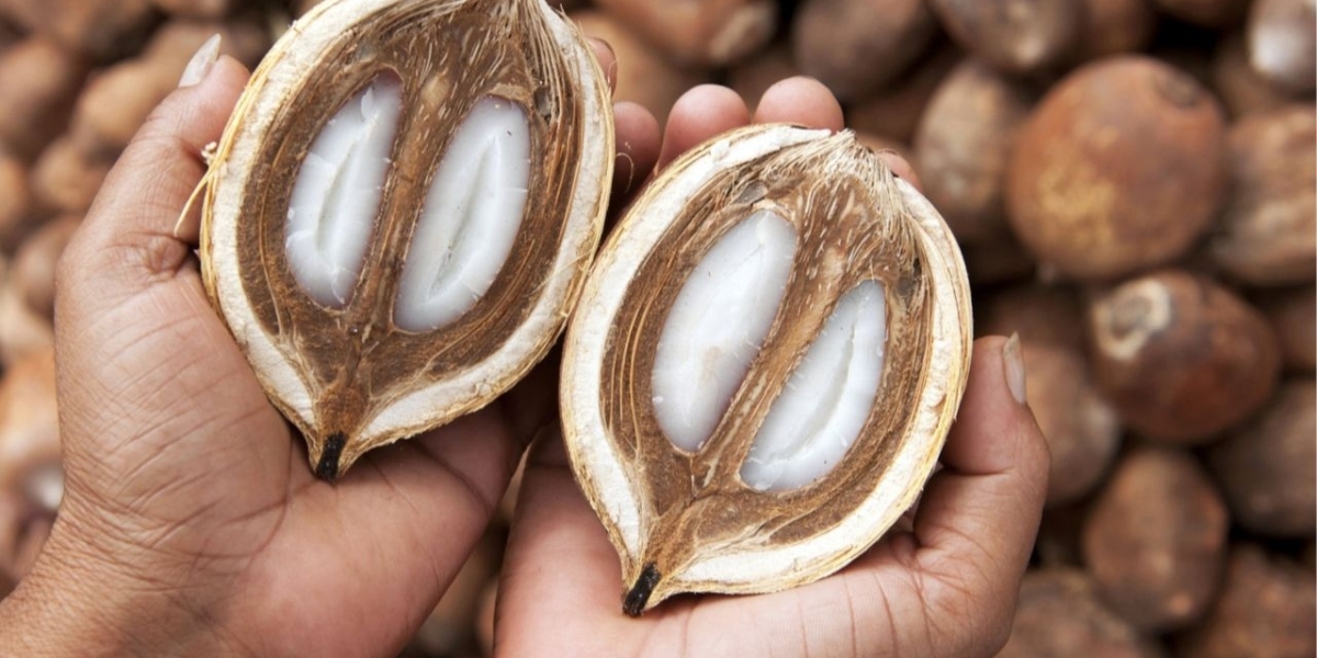 Babassu Oil Market Trends, Competitive Landscape, Size, Segments and Forecast by 2031