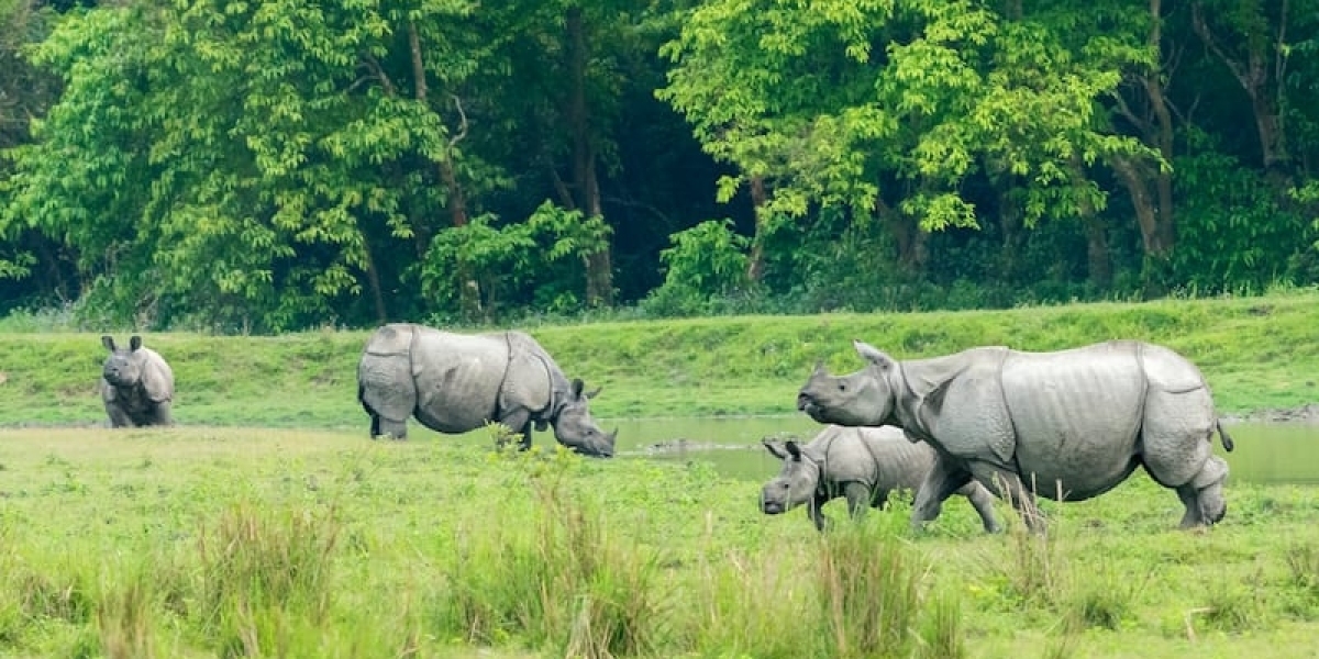 Kaziranga and Meghalaya Tour: A Journey Through Nature’s Splendor and Cultural Riches