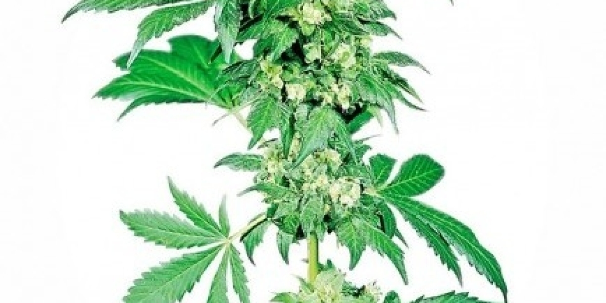 Cannabis Seeds for Sale: Premium Quality at The Clone Conservatory