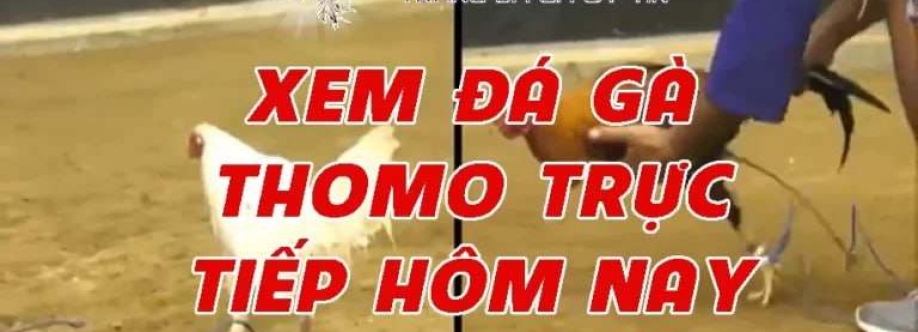 TRỰC TIẾP ĐÁ GÀ THOMO HÔM NAY TỪ CAMP Cover Image
