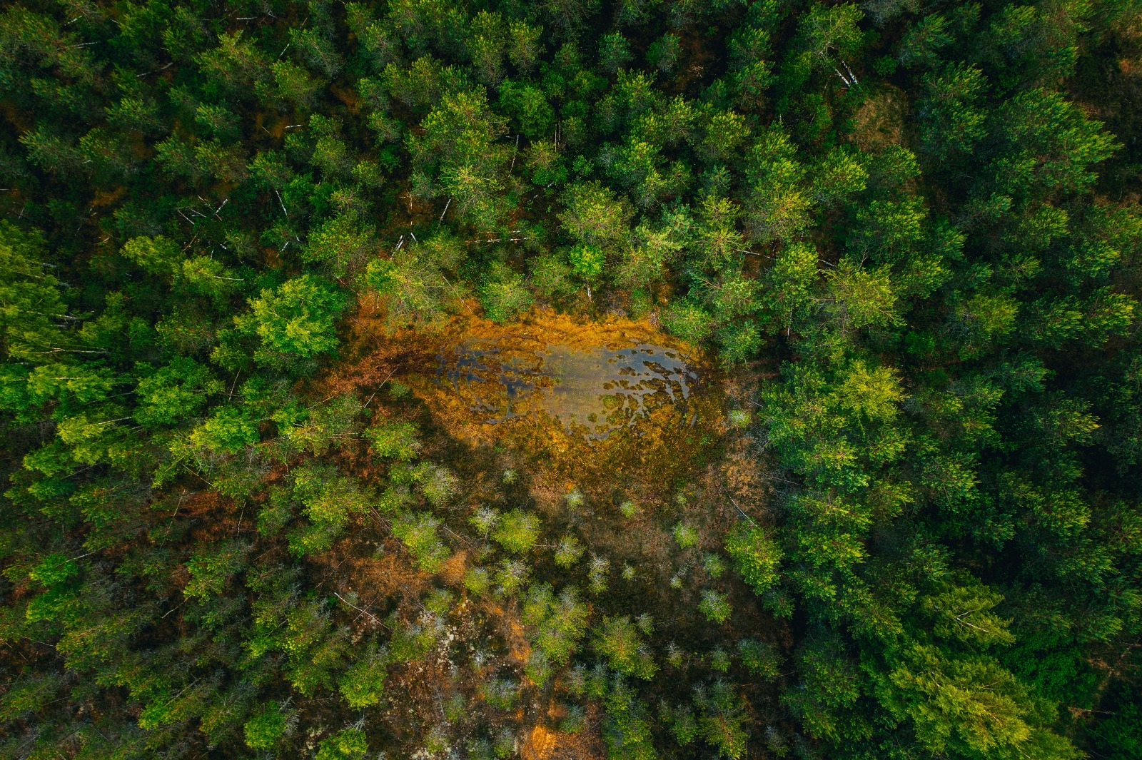 European Union Deforestation Regulation Compliance Consultants Services India