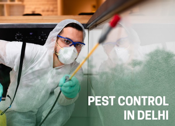 Pest Control in Delhi | Trusted Experts at Affordable Charges